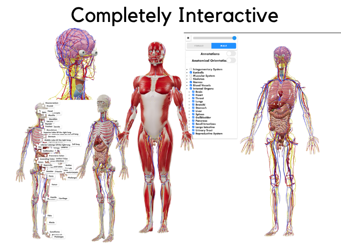 3D Human Anatomy explorer